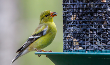 oiseau qui mange des graines