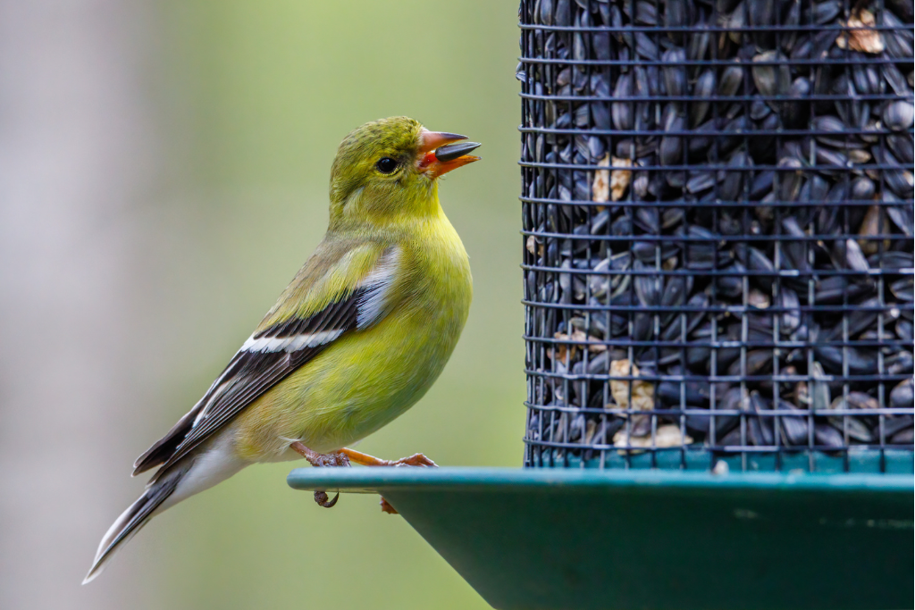 oiseau qui mange des graines