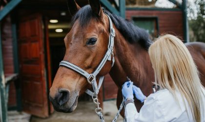 cheval vétérinaire