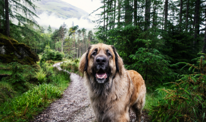 Le leonberg