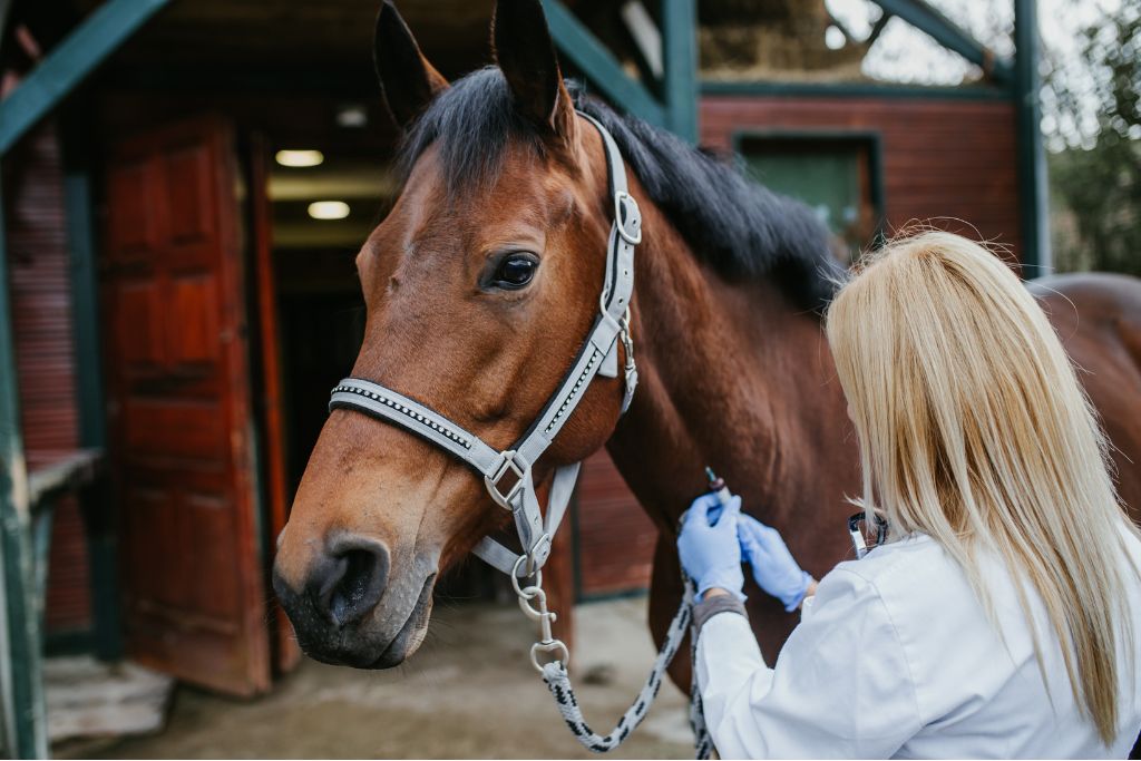 cheval vétérinaire