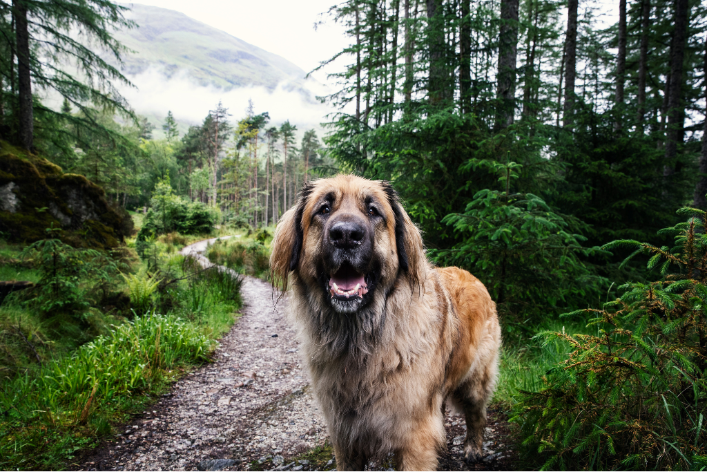 Le leonberg