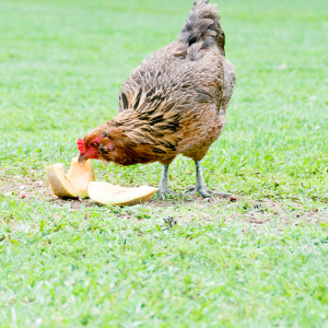 poule qui mange 