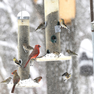 hiver oiseaux qui mange 