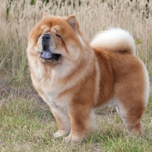 chowchow