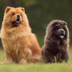 2 chow chow assis dans l'herbe