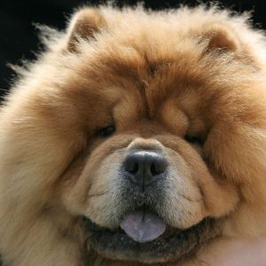 chow-chow race de chien