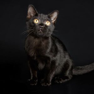 chat noir le bombay