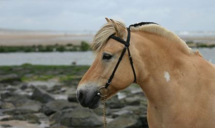 Le fjord cheval