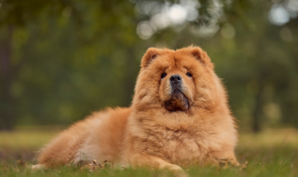 le chow-chow