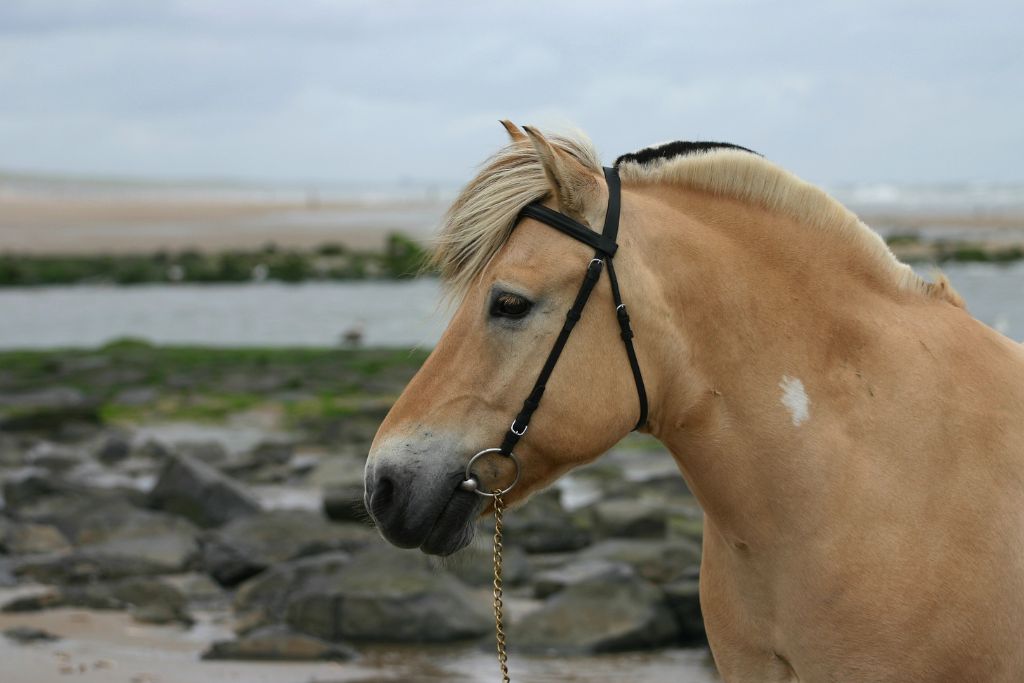 Le fjord cheval