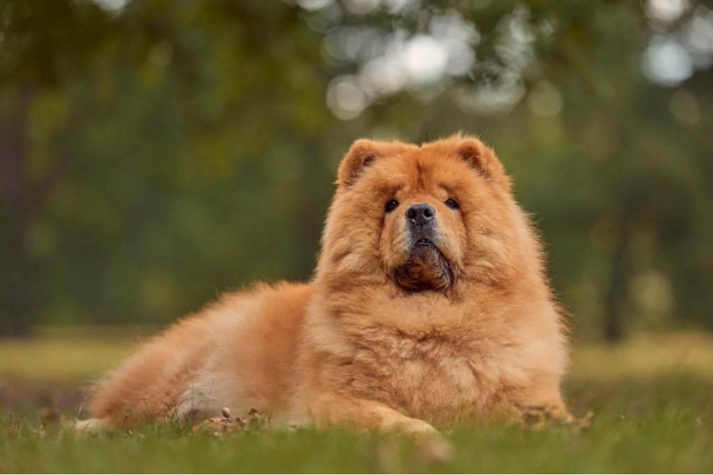 le chow-chow