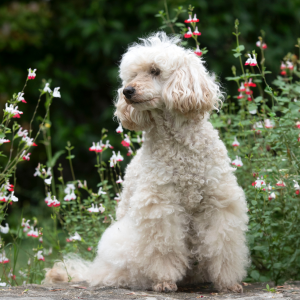 Caniche blanc