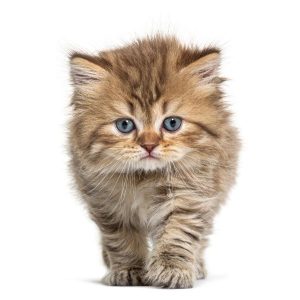 chaton british 