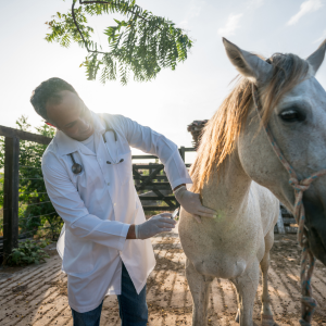 vaccination cheval