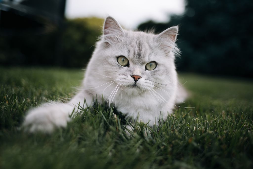 british longhair