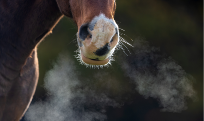 respiration cheval