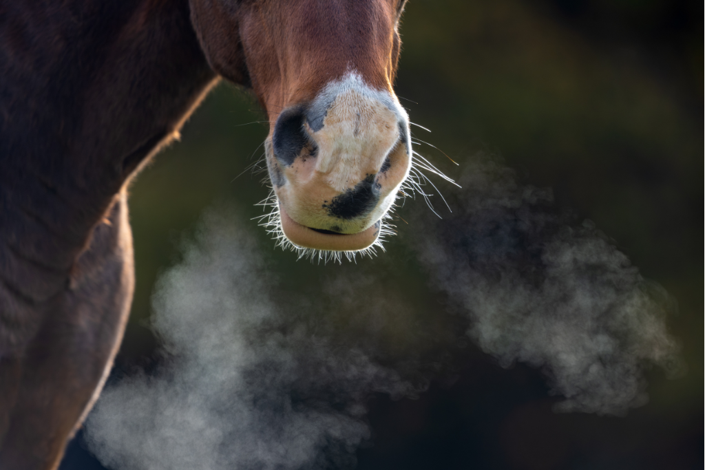 respiration cheval