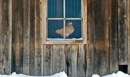 Poule hiver