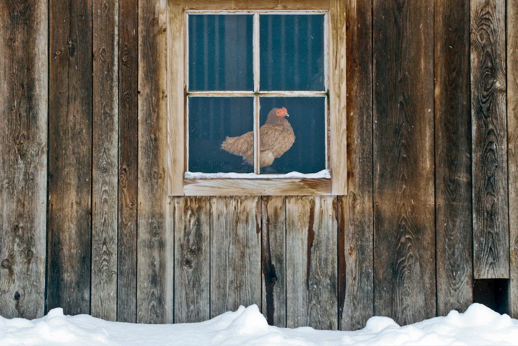 Poule hiver