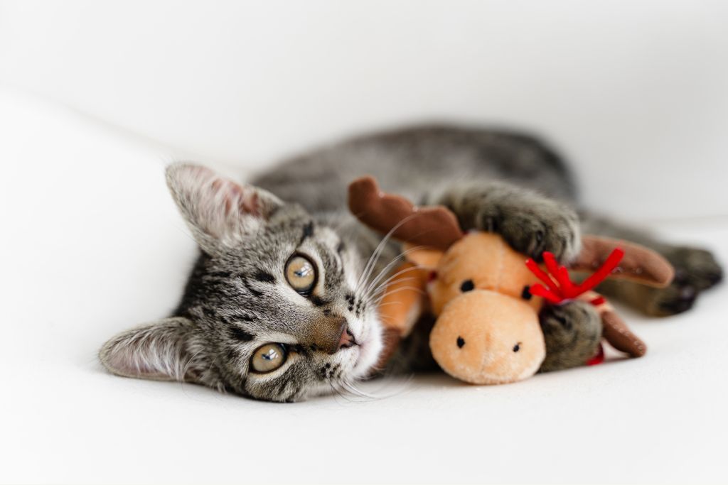 chat qui joue avec un jouet pour chat