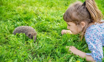 Herisson dans jardin