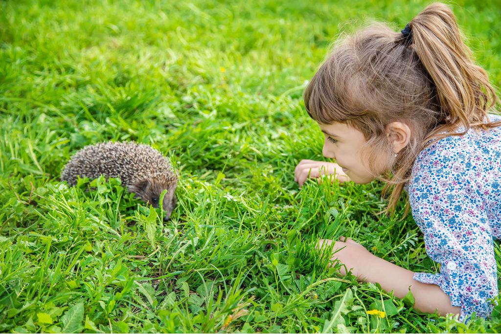 Herisson dans jardin