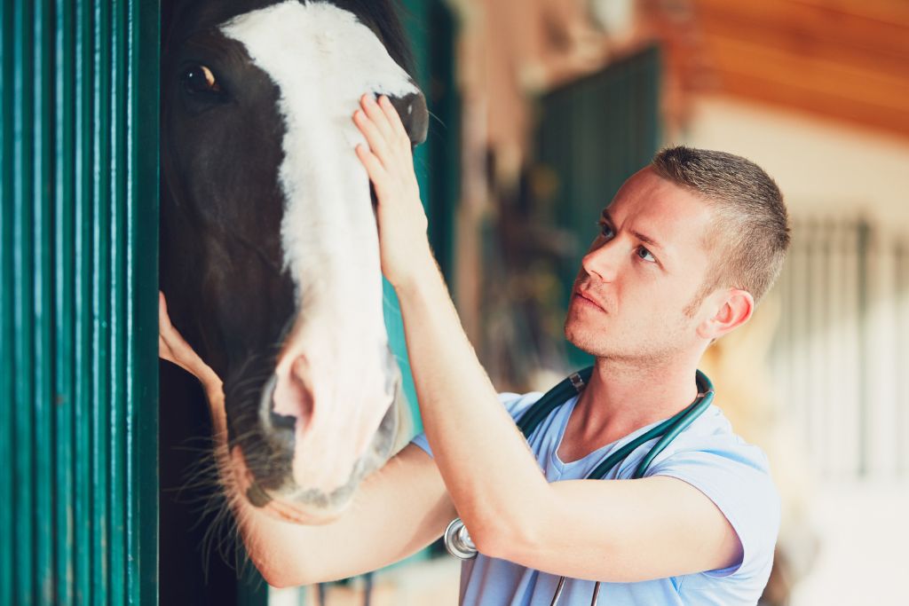 vétérinaire avec un cheval