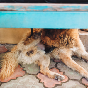 chien qui se lèche