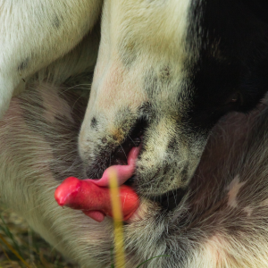 chien qui se lèche 