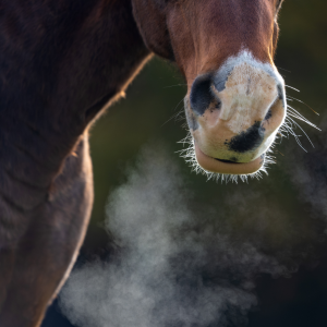 toux chez le cheval