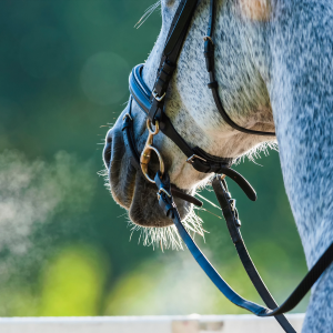 toux chez le cheval