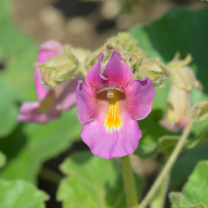 Les bienfaits de l’Harpagophytum 