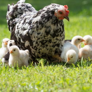 poule et poussins