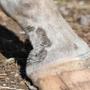 gale de boue cheval