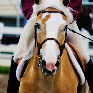 haflinger