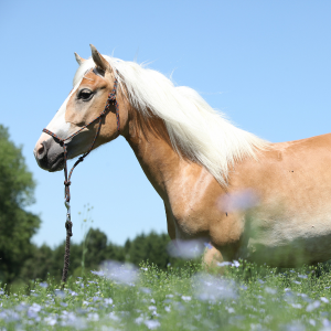 haflinger