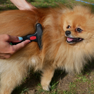 brosse pour chien