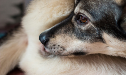 Le léchage du pénis chez le chien