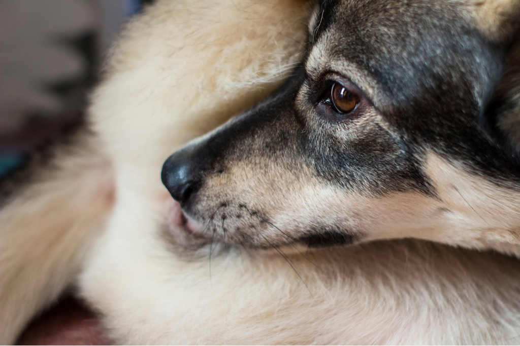 Le léchage du pénis chez le chien