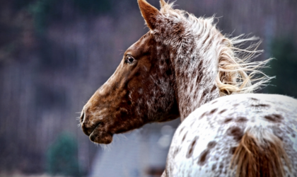 L'Appaloosa, race de cheval