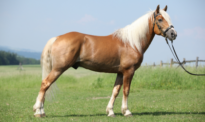 le cheval haflinger