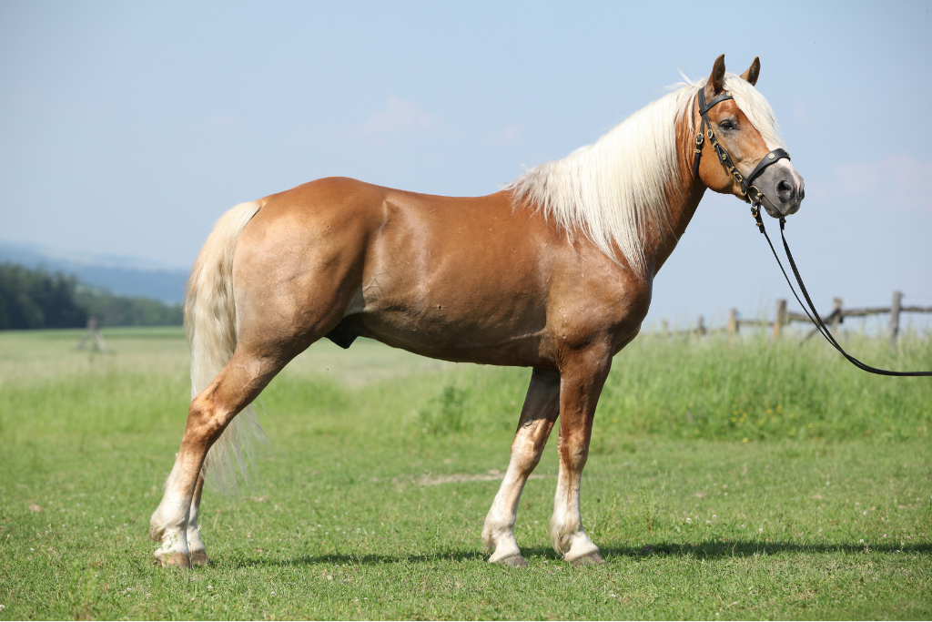 le cheval haflinger