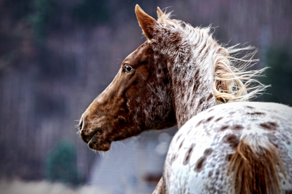 L'Appaloosa, race de cheval