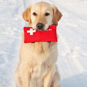 Trousse de secours chien