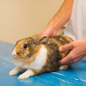 La diarrhée chez le lapin