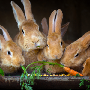 lapin qui mange 