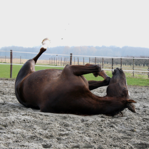 cheval qui se roule