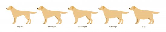 Collection of cartoon cute dog weight stages vector flat illustration. Colorful domestic animal different shapes with inscription isolated on white background. Set of plump scale doggy pet