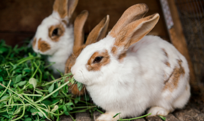 La Coccidiose chez le lapin